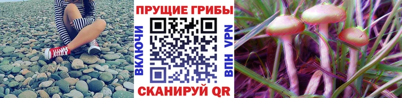 Псилоцибиновые грибы MAGIC MUSHROOMS  закладки  Невельск 